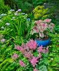 USA, Washington State, Sammamish. Garden with Pink Astilbe, Caladium, and blue Hydrangea Art Print